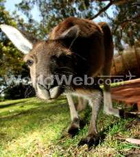 A Kangaroo in the Perth Zoo