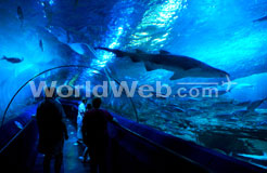 A Great White Shark in AQWA