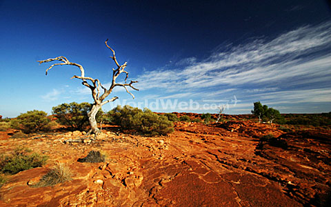 1Outback-with-Tree.jpg