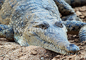 Crocodile in Windjana Gorge of the Kimberley, Broome, Western Australia