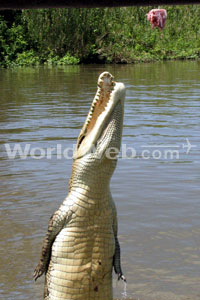 Jumping croc
