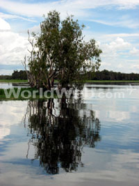 Yellow Water Billabong