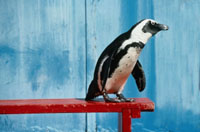 the Penguines of Australia