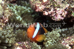 Clownfish in the Great Barrier Reef