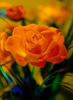 Rose in Garden