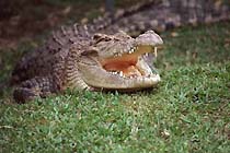 Crocodile on Darwin Crocdile Farm