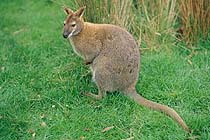 Kangaroo