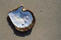 Pearls in a shell