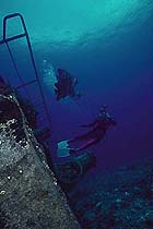 Scuba divers off Darwin's shores