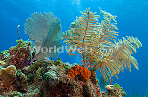 Underwater Coral, Eleuthera Island, the Bahamas