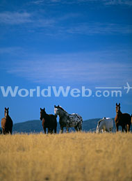 Kamloops Accommodation Guide - Horses Grazing in Cowboy Country
