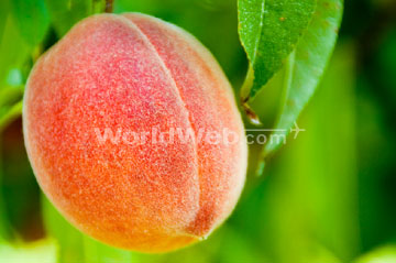 Peachfest Celebrates Penticton's Peach Harvest