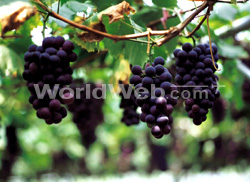 Vineyard grapes