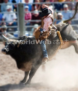 Bull-rider and Bull, Canada's Largest Rodeos