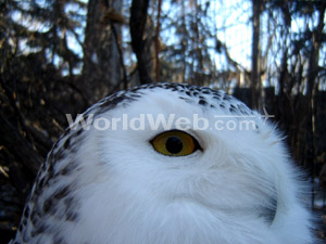 A Snow Owl at Calgary Zoo