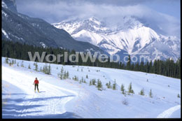  Cross-country skiing on a groomed trail in Canmore
