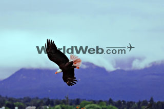 Eagle Flying, Courtenay