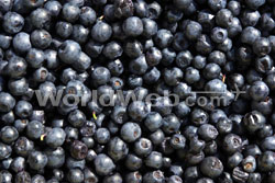 Blueberries, Nova Scotia