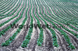 Potato Field, New Brunswick