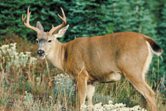 Wildlife is a Potential Hazard to Motorists