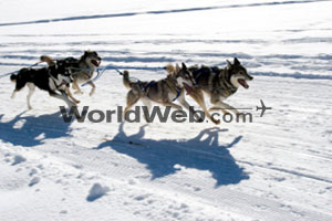 Dog Sledding in Yukon