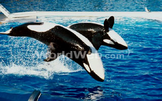 Whales Showing Off 