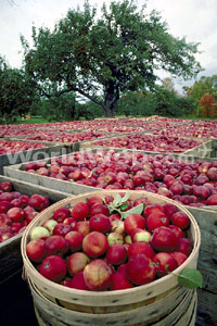 Apple harvest