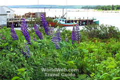 Flowers and Boats