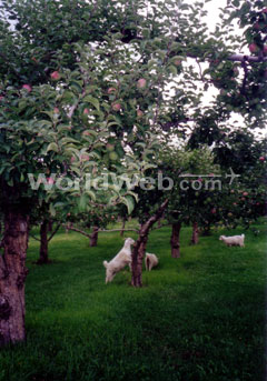 A Goat Stretches for a Treat at the Kelowna Land & Orchard Co. Ltd.