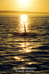 Click here to send this image of a whale swimming into the sunset near Oak Bay, Victoria as a free electronic postcard