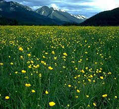 Wildflowers and Mountains in KCountry