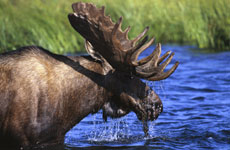 Moose