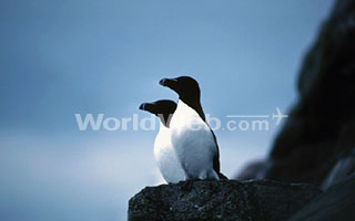 Puffins