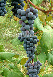 the Niagara Wine Region