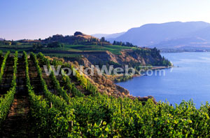 Naramata Bench Vineyard