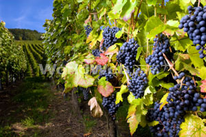 Pinot Noir Grapes