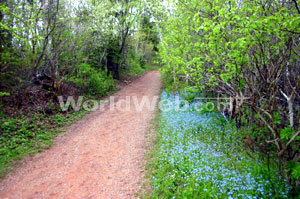 Woodland Path, PEI