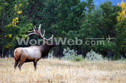 Elk