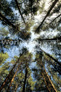 Treetops