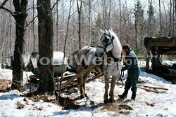 Horse-Drawn Maple Collection