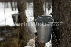 Pails Hang on Maple Trees
