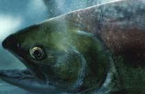 Lake Huron is full of a variety of salmon