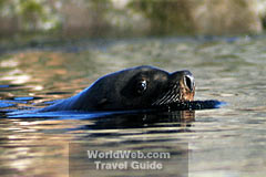 Seal Taking Leisurely Swim