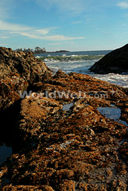 Tofino Coastline
