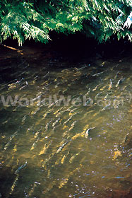 Spawning Salmon Glendale River, BC