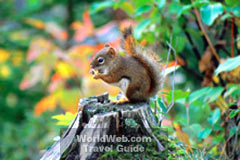 Cape Breton Squirrel