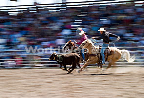 Team Roping, Canada's Largest Rodeos