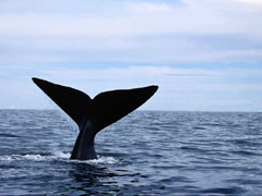 A killer whale in Victoria