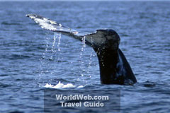 The Tail of a Grey Whale