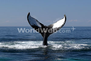 Humpback Tail, Nova Scotia